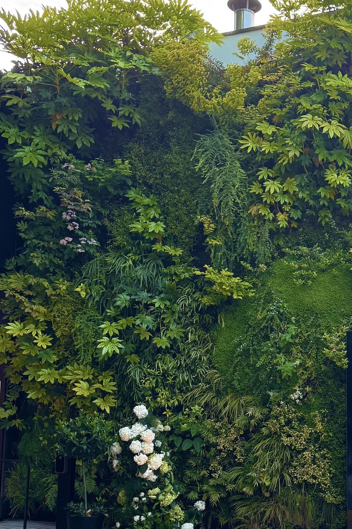 Begrünte Fassade mit dichter Pflanzenwand
