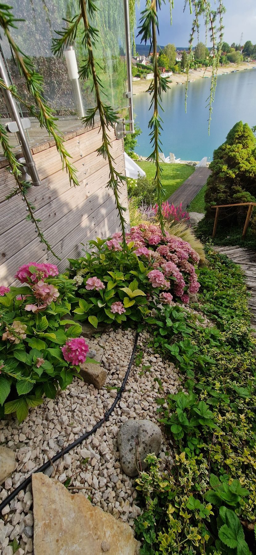 Hortensien an der Terrasse