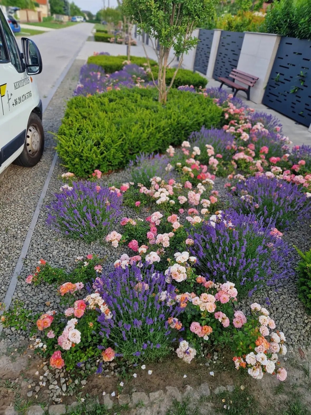 Vorgarten mit Rosen und Lavendel